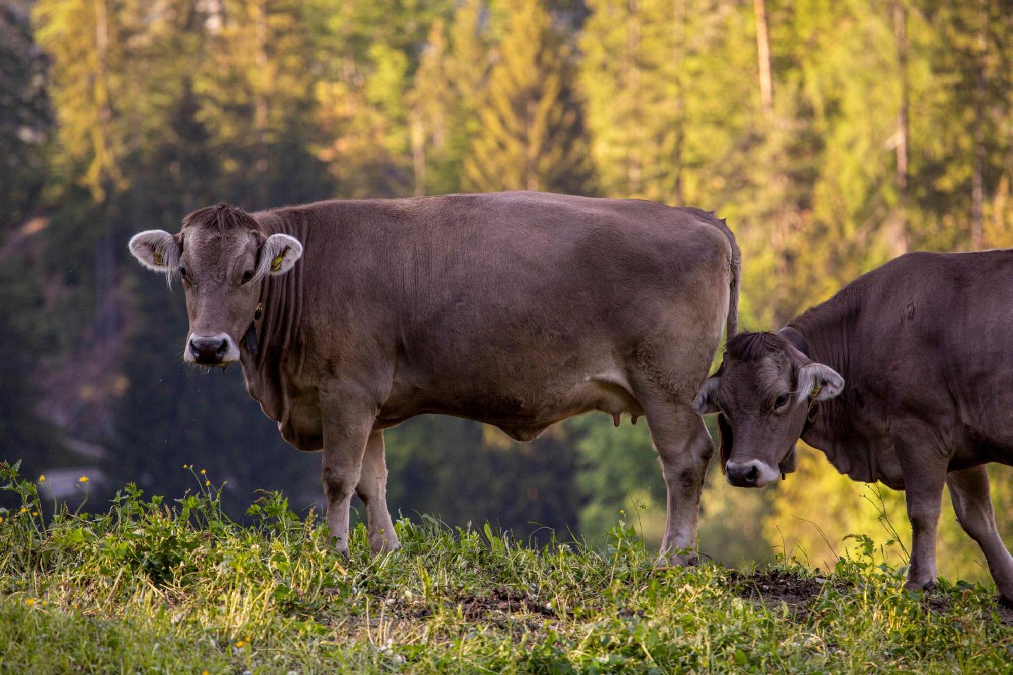 Gasthaus Roessli Versam Bagian luar foto